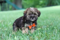 Cory, a male Shorkie for sale in Millersburg, OH – 4 of 8