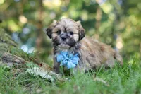 Randy, a male Lhasa Apso for sale in Millersburg, OH – 4 of 7