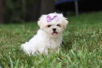 Claudia, a female Lhasa Apso for sale in Millersburg, OH – 6 of 7
