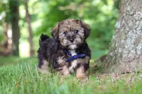 Calvin, a male Shorkie for sale in Millersburg, OH – 4 of 7