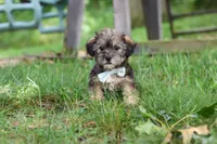 Gary, a male Shorkie for sale in Millersburg, OH – 8 of 10
