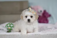 Eve, a female Lhasa Apso for sale in Millersburg, OH – Photo 2 of 8