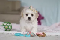 Eve, a female Lhasa Apso for sale in Millersburg, OH – Photo 7 of 8