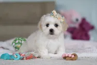 Eve, a female Lhasa Apso for sale in Millersburg, OH – Photo 8 of 8