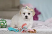 Eve, a female Lhasa Apso for sale in Millersburg, OH – Photo 4 of 8