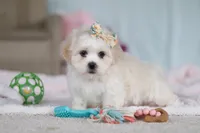 Eve, a female Lhasa Apso for sale in Millersburg, OH – Photo 5 of 8