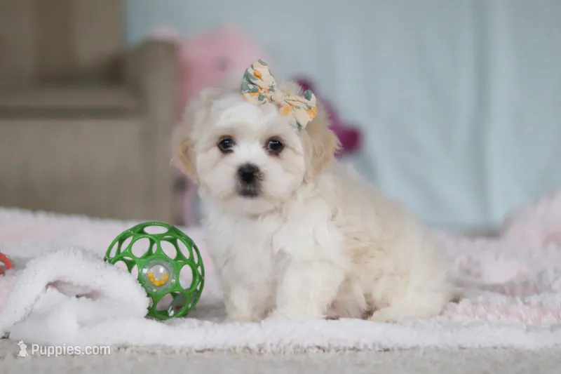 Eve, a female Lhasa Apso for sale in Millersburg, OH – Photo 1 of 8