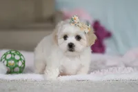 Eve, a female Lhasa Apso for sale in Millersburg, OH – Photo 3 of 8