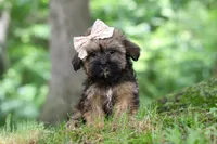 Twinkle, a female Shorkie for sale in Millersburg, OH – 3 of 9