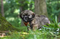 Ben, a male Lhasa Apso for sale in Millersburg, OH – 3 of 8
