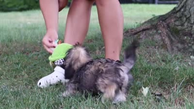 Sophia, a female Lhasa Apso for sale in Millersburg, OH – 8 of 8