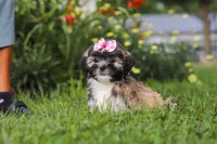 Mia, a female Lhasa Apso for sale in Millersburg, OH – 6 of 10