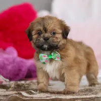 Miles, a male Lhasa Apso for sale in Millersburg, OH – Photo 5 of 5