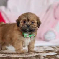 Miles, a male Lhasa Apso for sale in Millersburg, OH – Photo 3 of 5