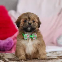 Miles, a male Lhasa Apso for sale in Millersburg, OH – Photo 4 of 5