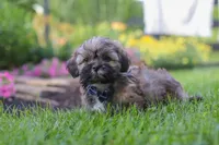 Buddy, a male Lhasa Apso for sale in Millersburg, OH – 2 of 7