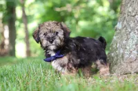 Calvin, a male Shorkie for sale in Millersburg, OH – 3 of 7