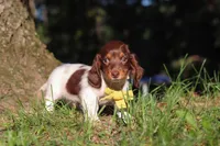 Shane, a male Miniature Dachshund for sale in Millersburg, OH – 4 of 10