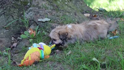 Randy, a male Lhasa Apso for sale in Millersburg, OH – 7 of 7