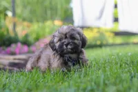 Buddy, a male Lhasa Apso for sale in Millersburg, OH – 3 of 7