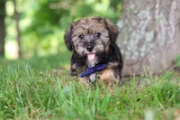 Calvin, a male Shorkie for sale in Millersburg, OH – 5 of 7