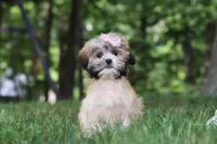 Cynthia, a female Lhasa Apso for sale in Millersburg, OH – 4 of 6