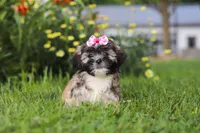 Mia, a female Lhasa Apso for sale in Millersburg, OH – 2 of 10