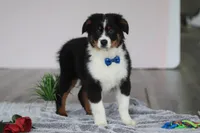 Kevin, a male Australian Shepherd for sale in Millersburg, OH – Photo 1 of 5