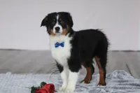 Kevin, a male Australian Shepherd for sale in Millersburg, OH – Photo 2 of 5