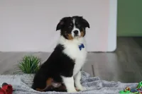 Kevin, a male Australian Shepherd for sale in Millersburg, OH – Photo 5 of 5