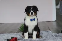 Kevin, a male Australian Shepherd for sale in Millersburg, OH – Photo 4 of 5