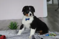 Kevin, a male Australian Shepherd for sale in Millersburg, OH – Photo 3 of 5