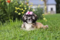 Mia, a female Lhasa Apso for sale in Millersburg, OH – 5 of 10