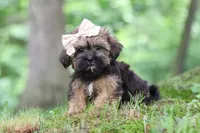 Twinkle, a female Shorkie for sale in Millersburg, OH – 5 of 9