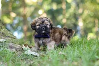 Conner, a male Lhasa Apso for sale in Millersburg, OH – 3 of 9