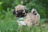 Johnson, a male Lhasa Apso for sale in Millersburg, OH – 1 of 7