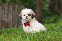 Jethro, a male Lhasa Apso for sale in Millersburg, OH – 2 of 10