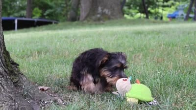 Landon, a male Bichon Frise and Yorkshire Terrier for sale in Millersburg, OH – 7 of 7