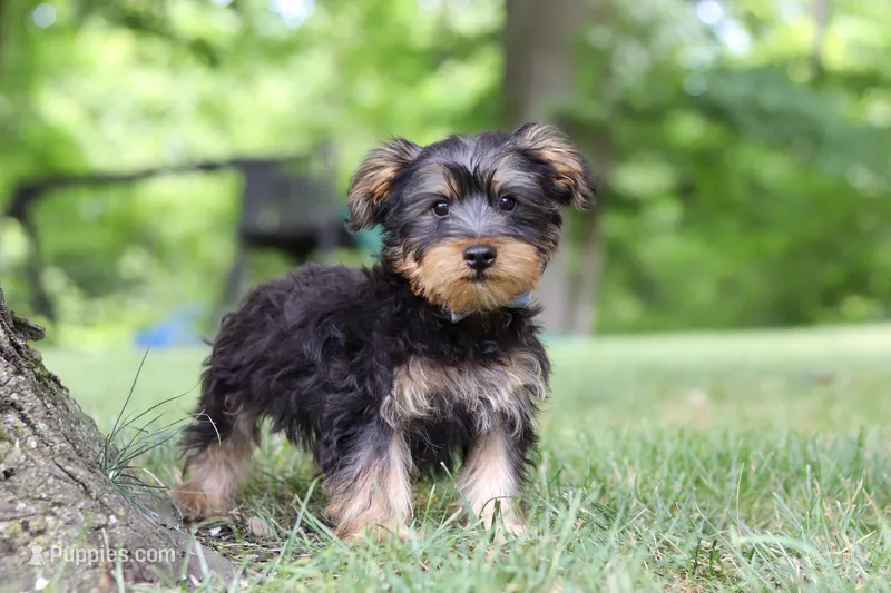 Landon – Bichon Frise, Yorkshire Terrier puppy for sale in Millersburg, OH