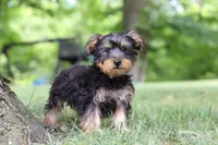 Landon, a male Bichon Frise and Yorkshire Terrier for sale in Millersburg, OH – 1 of 7