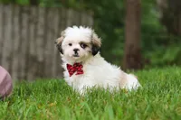 Jethro, a male Lhasa Apso for sale in Millersburg, OH – 8 of 10