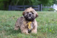 Ben, a male Lhasa Apso for sale in Millersburg, OH – 5 of 8