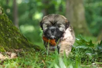 Ben, a male Lhasa Apso for sale in Millersburg, OH – 2 of 8
