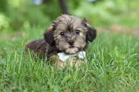Gary, a male Shorkie for sale in Millersburg, OH – 6 of 10