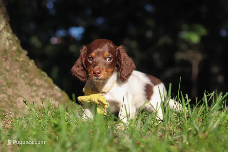 Shane – Miniature Dachshund puppy for sale in Millersburg, OH