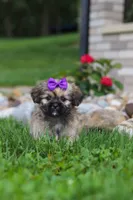 Candy, a female Lhasa Apso for sale in Millersburg, OH – 4 of 8