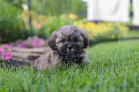 Buddy, a male Lhasa Apso for sale in Millersburg, OH – 4 of 7