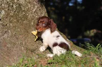 Shane, a male Miniature Dachshund for sale in Millersburg, OH – 6 of 10