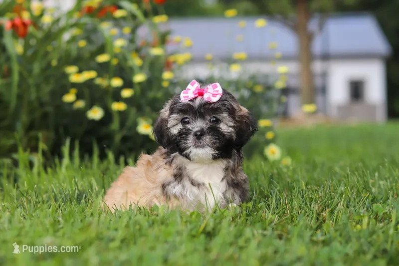 Mia – Lhasa Apso puppy for sale in Millersburg, OH
