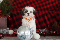 Winston, a male Lhasa Apso for sale in Millersburg, OH – Photo 7 of 8